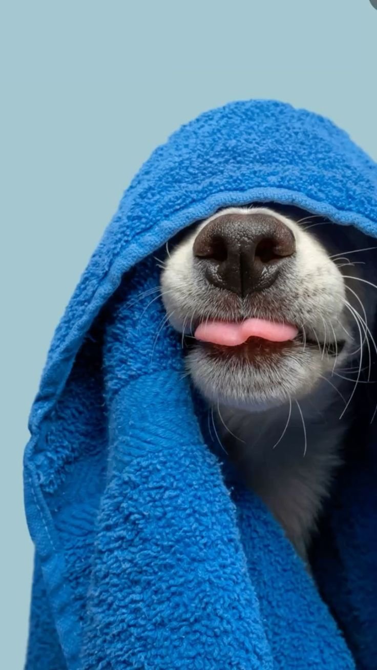 pet urine bath time